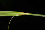 Great smokey mountain sedge